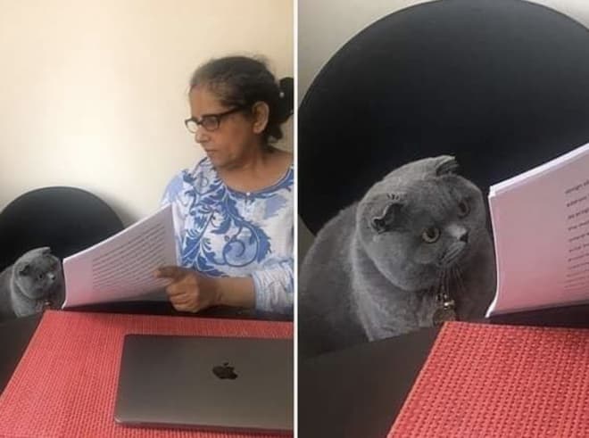 Woman Showing Papers to Grey Cat meme template