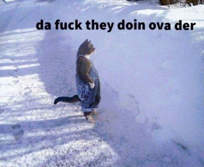 Cat Standing in the Snow meme template